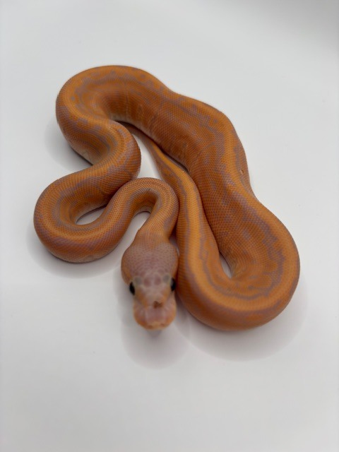 Banana Cinnamon Pinstripe