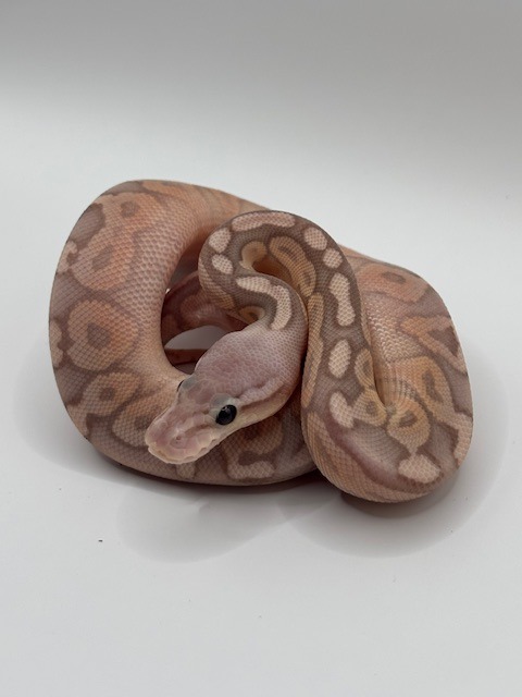 Banana Cinnamon Pastel