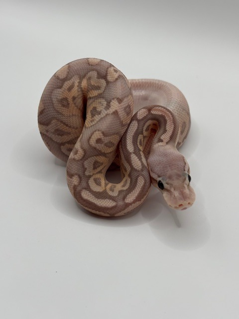 Banana Cinnamon Pastel