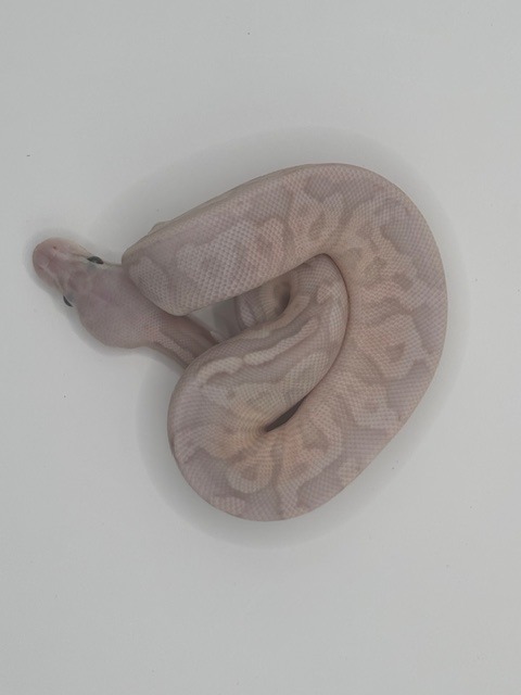 Banana Cinnamon Pastel Fire Poss Ringer