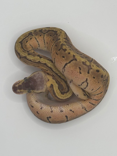 Pinstripe Pastel
