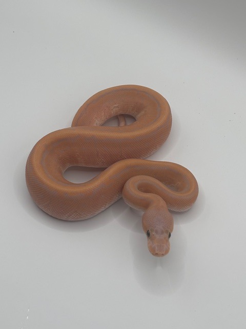 Banana Cinnamon Pinstripe