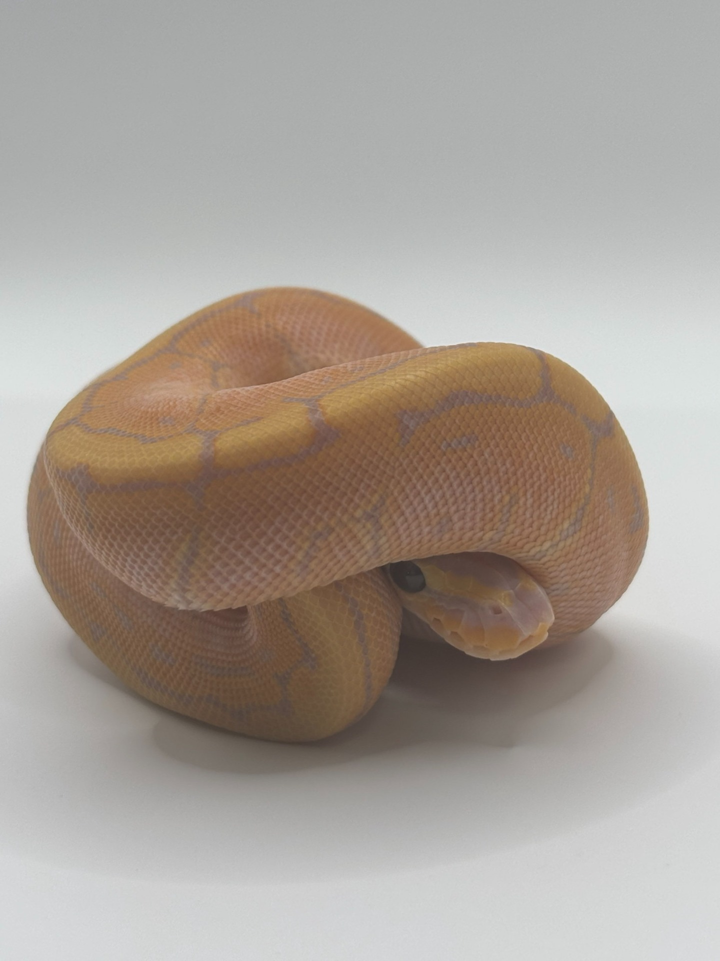 Banana Pinstripe