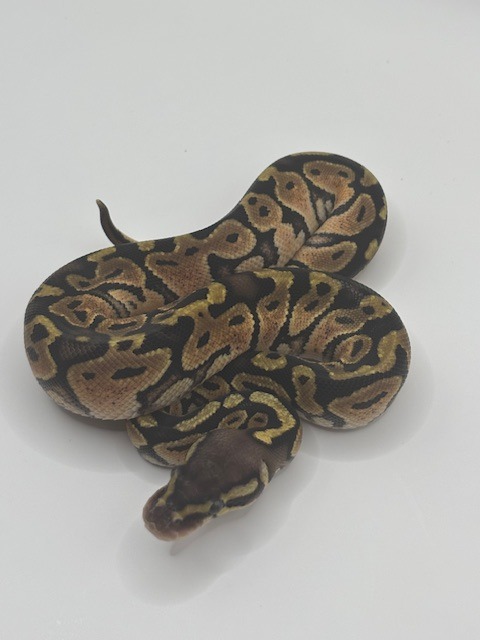 Pastel