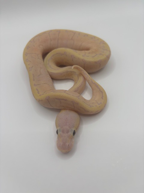 Banana Pinstripe Pastel